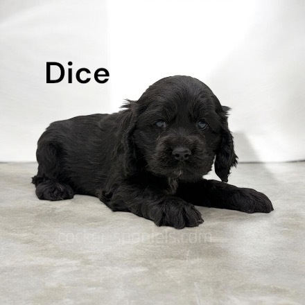 puppy, for, sale, Cocker Spaniel, Joe & Cherri  Overlease, dog, breeder, Miller, MO, dog-breeder, puppy-for-sale, forsale, nearby, find, puppyfind, locator, puppylocator, aca